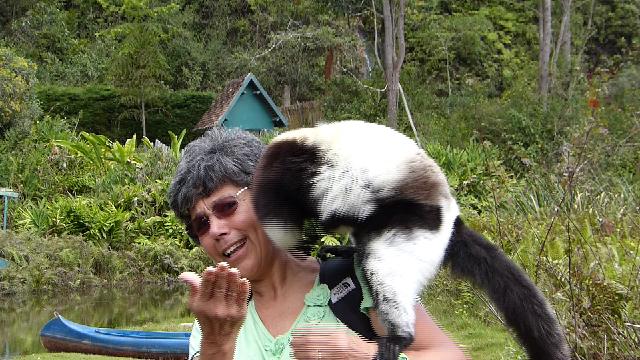 Lemurs